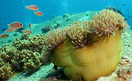 Thailand 2015 - Ko Tao - Poisson Clown a collier - Amphiprion perideraion _IMG_3818_rc